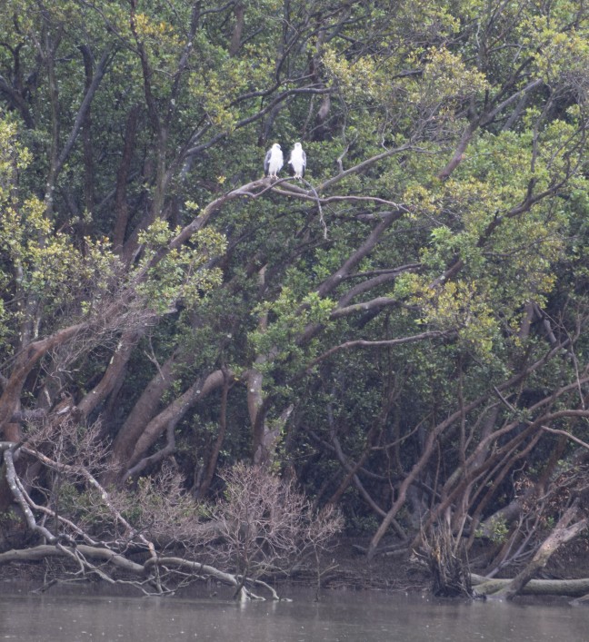 Sydney Sea Eagles in their fishing tree 1/6/17